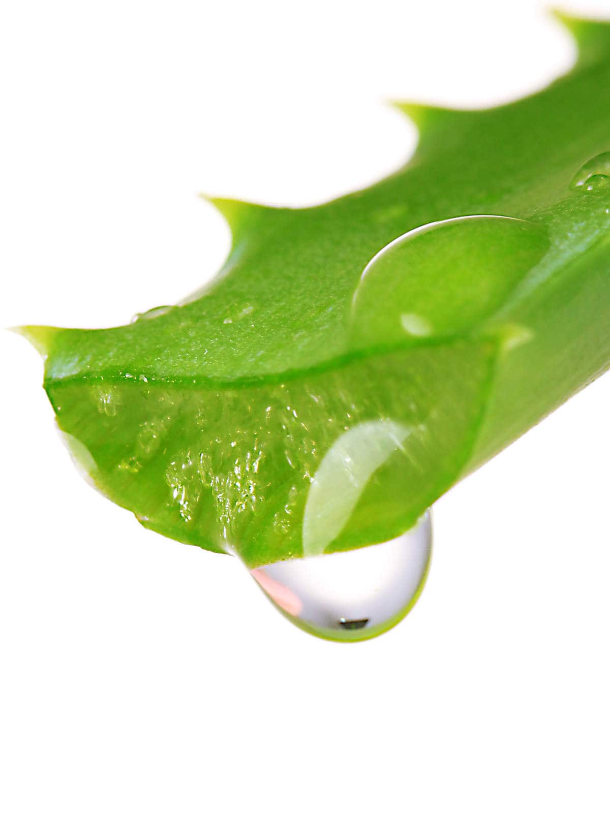 Aloe leaf with drop, isolated on white.